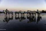 Les chevaux et l'eau