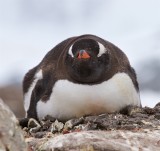 Antarctic Birds