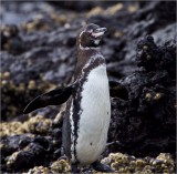 _1 Galápagos Penguin (1).jpg