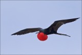 Birds of the Galápagos