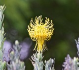 Fuzzy Ball Skirted II