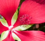 Hibiscus Stamen II.jpg