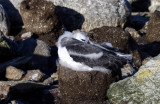 Black Browed Albatross Chick on Nest I
