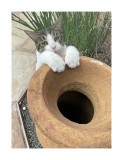 el_gato