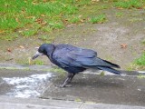 Black bird at Arthurs Quay Park