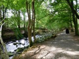 Tollymore Forest During the 1800s, the forest contained five saw mills for processing felled trees.