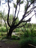 Tollymore Forest