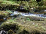 Tollymore Forest Back following the river to the next site