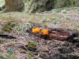 Tollymore Forest Cool orange fungus by the bridge