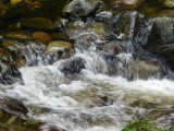 Tollymore Forest