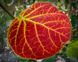 Red Sea Grape Leaf.jpg