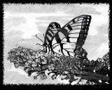 ButterflyinnoSwollowtail464f.jpg