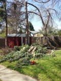 tree service fort collins