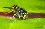 K324433Sandhills_Hornet.jpg