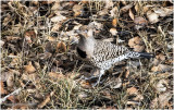 KP23999-Northern Flicker.jpg