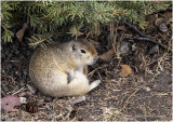 KP24727-Ground Squirrel.jpg