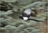 DSC0237-Black-billrd Magpie.jpg