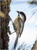 DSC0418-Black-capped Chickadee.jpg