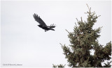 DSC0606-American Crow.jpg