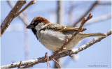 KS26466-House Sparrow-male.jpg
