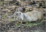 K421404-Ground Squril.jpg