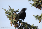 K421546-American Crow.jpg