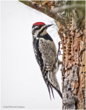 K421682-Yellow-Bellied Sapsucker-female.jpg