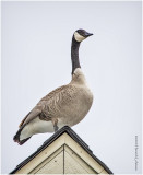 KP24939-Canada Goose.jpg