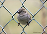KP24951-House Sparrow-female.jpg