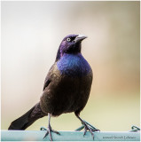 KP25303-Common Grackle.jpg