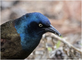 KP25356-Common Grackle.jpg