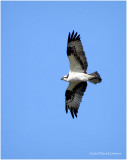 KP25831-Osprey.jpg