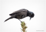 KP25973-Common Grackle.jpg