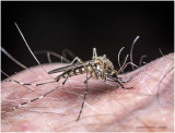 KS26886-Mosquito.jpg