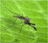 KS26902-Mosquito-male.jpg