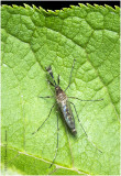 KS26905.jpg