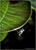 KS26919-Midget.jpg