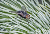 KS26989-Blue Bottle Fly.jpg