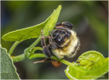 KS27043-Golden Northern Bumble Bee.jpg