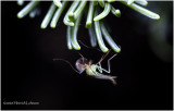 KS27095-Midget.jpg