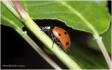 KS27145-Lady Bug.jpg