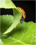 KS27157- Lady Bug.jpg