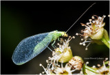 KS27191-Lacewing.jpg