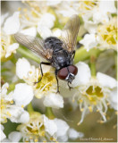 KS27224-Unidentified Fly.jpg