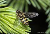 KS27262-American Hoverfly.jpg