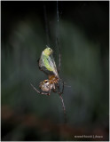 KS27268-spider with prey.jpg