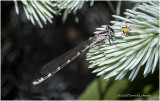 KS27303-Violet Tail.jpg