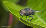 KS27318-unidentified Fly.jpg