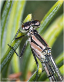 KS27563-Damsel Fly.jpg