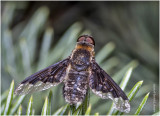 KS27680-unidentified Fly.jpg